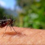 malaria