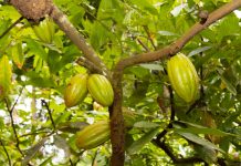 Cacau Fest: Linhares divulga finalistas do 9° Concurso de Qualidade de Amêndoas de Cacau Capixaba; confira a lista