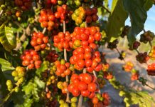 Feira Internacional do Café Conilon começa nesta quinta-feira (27) em Jaguaré