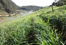 Gengibre: nova alternativa dos produtores