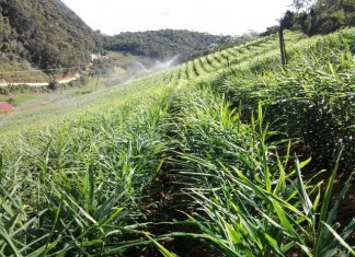 Gengibre: nova alternativa dos produtores