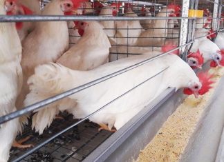 ES tem o maior condomínio avícola do país com 200 mil aves