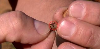 Pragas afetam lavouras do ES e causam prejuízos a produtores