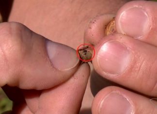 Pragas afetam lavouras do ES e causam prejuízos a produtores