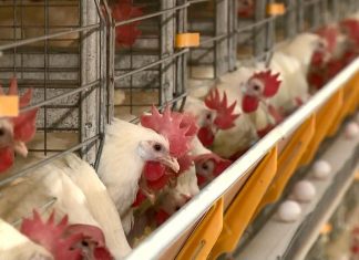 Produção de ovos em condomínio de Santa Teresa, ES, dobra em um ano