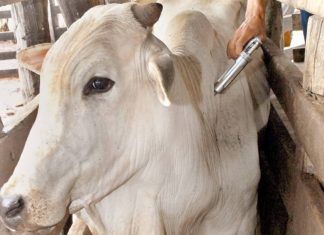 Segunda etapa da campanha de vacinação contra a febre aftosa começa na última quarta (01)