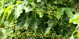 Incaper lança variedade de café mais resistente à seca no ES