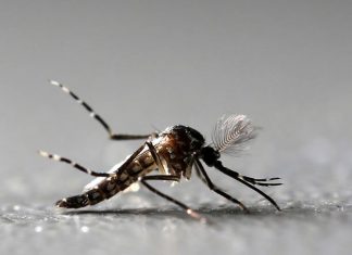 Espírito Santo registra aumento de 31% nos casos de dengue, diz Ministério da Saúde