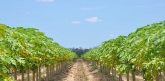 VII Simpósio do Papaya Brasileiro discute desafios da produção e sustentabilidade hídrica na cultura do mamão