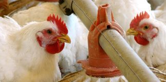 Produtores sem ração podem comprar grãos que seriam exportados no ES