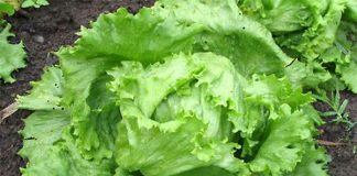 Preço de verduras e legumes no ES sobe mais de 100% em menos de um mês no ES