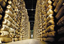 Com 3,6 milhões de toneladas, produção de café é a maior da história, diz IBGE