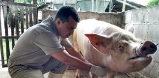 Idaf realiza monitoramento para comprovar ausência da peste suína clássica no Espírito Santo