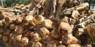 Idaf alerta sobre exigências para corte e comercialização do palmito