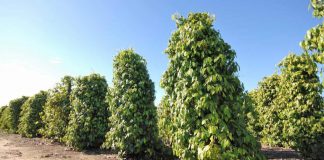 Produção de pimenta-do-reino no ES cresce, mas preço vira desafio
