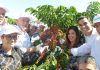 Governador e ministra da Agricultura dão início à colheita do café Conilon no Espírito Santo