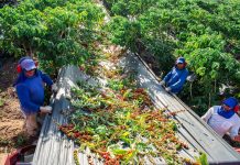 Em Linhares, Sindicato acredita que a safra de café tenha queda em relação ao ano passado
