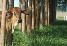 Senado aprova crédito de US$ 195 milhões para investimentos em defesa agropecuária