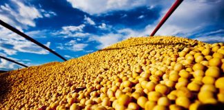 Produção de grãos chega a 251,9 mi de toneladas e mantém recorde