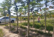 Controle do mosaico e da meleira do mamão continua em Linhares e região