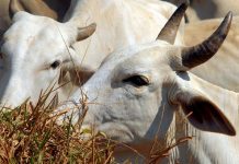 Rebanho do Espírito Santo deve ser atualizado em novembro