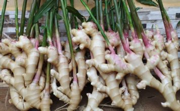 Pesquisa capixaba culmina na primeira cultivar do gengibre no País