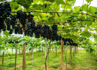 Abertura da colheita da uva em Linhares acontece durante Festival de Inverno