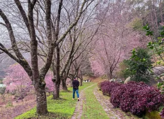 Cerejeiras começam a florir e já podem ser visitadas em Alfredo Chaves