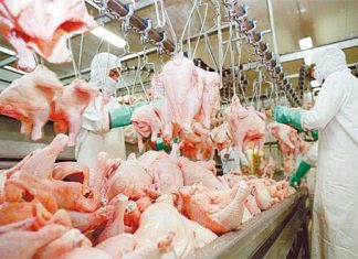 Preços do frango vivo e da carne seguem em queda