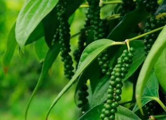 Produtos com Indicação Geográfica ganham espaço na RuralturES