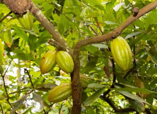 Cacau Fest: Linhares divulga finalistas do 9° Concurso de Qualidade de Amêndoas de Cacau Capixaba; confira a lista