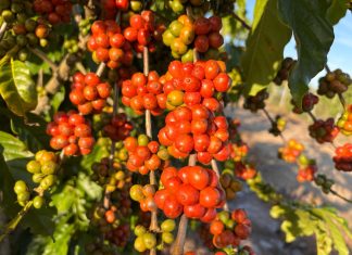 Feira Internacional do Café Conilon começa nesta quinta-feira (27) em Jaguaré