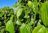 Incaper divulga novo Boletim Agroclimático do Espírito Santo referente ao outono de 2026