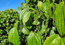 Incaper divulga novo Boletim Agroclimático do Espírito Santo referente ao outono de 2026