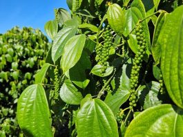 Incaper divulga novo Boletim Agroclimático do Espírito Santo referente ao outono de 2026