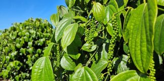 Incaper divulga novo Boletim Agroclimático do Espírito Santo referente ao outono de 2026