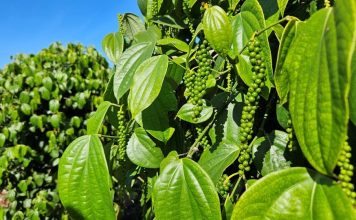 Incaper divulga novo Boletim Agroclimático do Espírito Santo referente ao outono de 2026