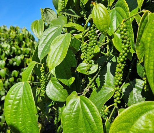 Incaper divulga novo Boletim Agroclimático do Espírito Santo referente ao outono de 2026